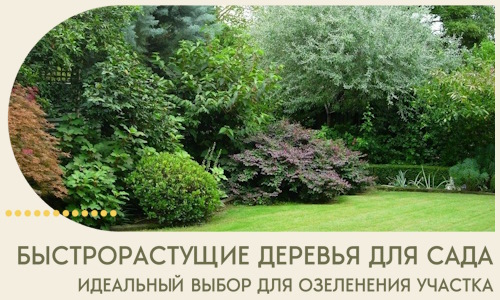 Быстрорастущие деревья для сада идеальный выбор в Кумертау